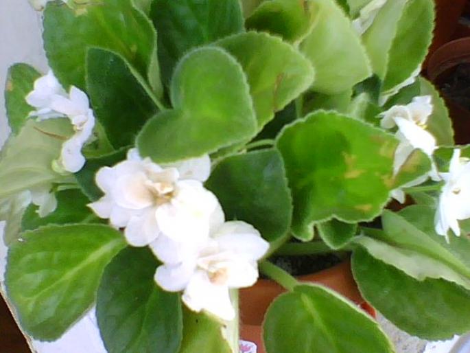 violeta alba cu floare dubla