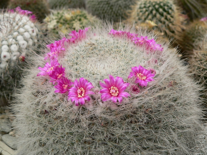 mammillaria_hahniana - genul Mammillaria