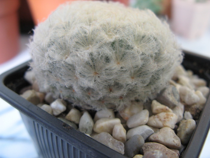 MAMMILLARIA plumossa