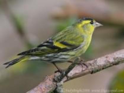 XTOIDVXASOPVQVKVZIZ - PASARELE O VECHE PASIUNE