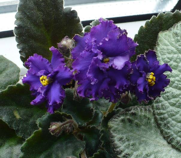 P1110037 - Saintpaulia - violete de camera