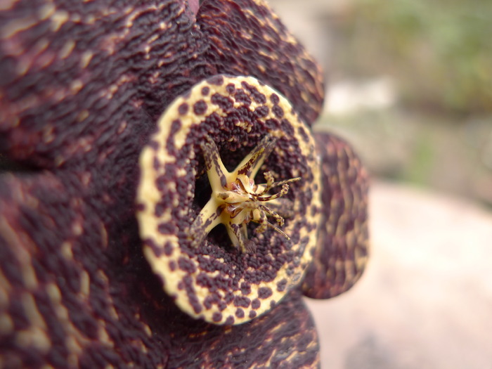 Stapelia variegata