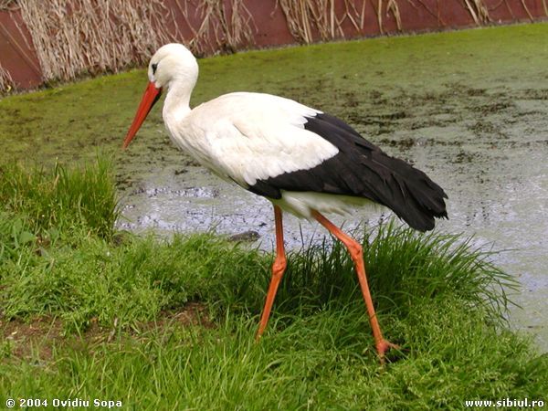 zoo-sibiu-barza-3 - berze