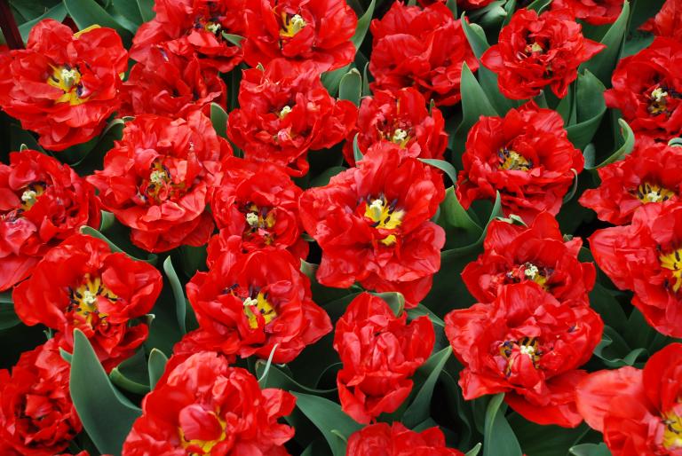 Afbeelding 751 - Keukenhof 2008