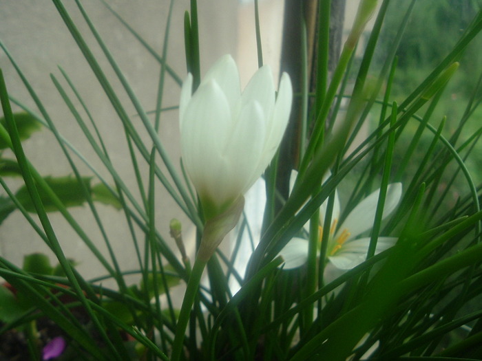 DSCF8439; bobocei de zephi
