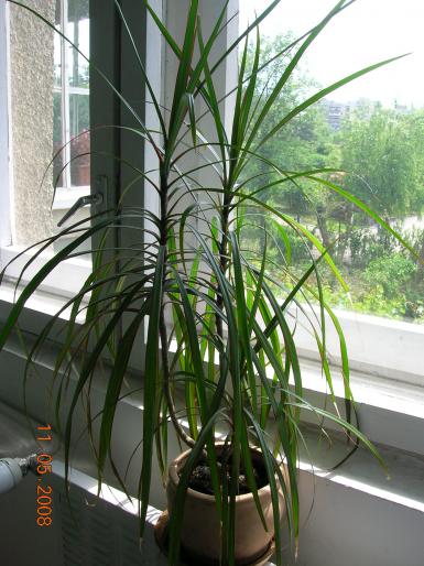 Draecena - plante apartament
