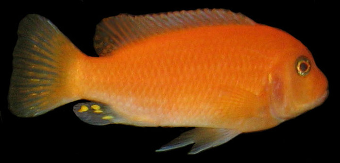 6 Red Zebra (Metriaclima estherae)