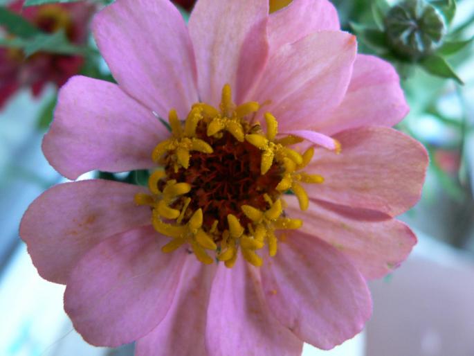 P1010225 - 2008 florii