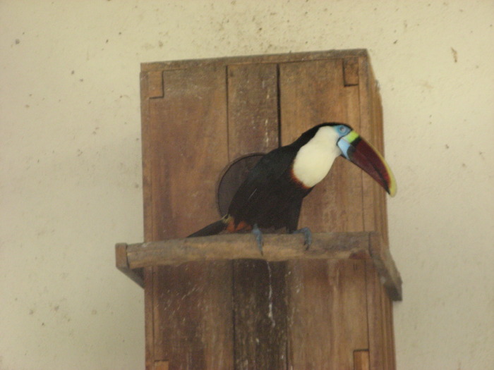 Tucan