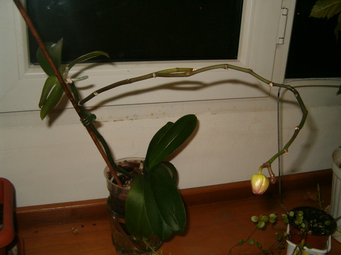 tije noi la phale 004 - Orhidee