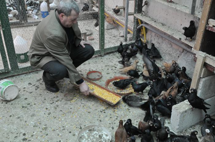 Picture 165 - jucatori de constanta