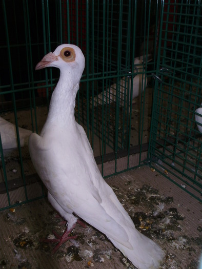 6537 carier 0 - 1507 partea 1b