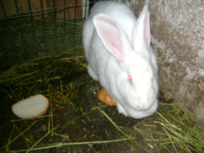 Picture 185 - iepurii alb urias