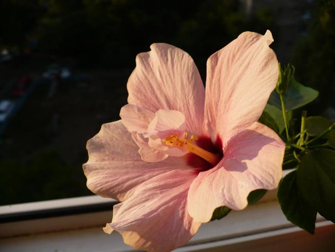 Cairo Pink - Hibiscusi