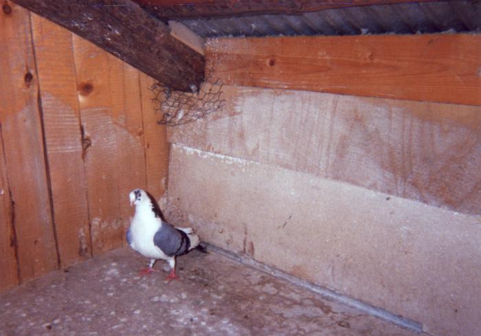 Tenderita mica - porumbei din 1993-1995
