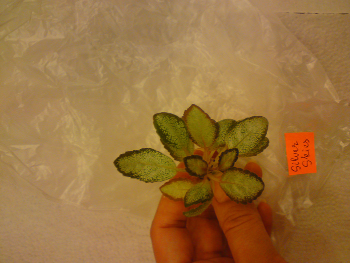 Episcia Lituania - Silver Skies; Episcia Lituania - Silver Skies
