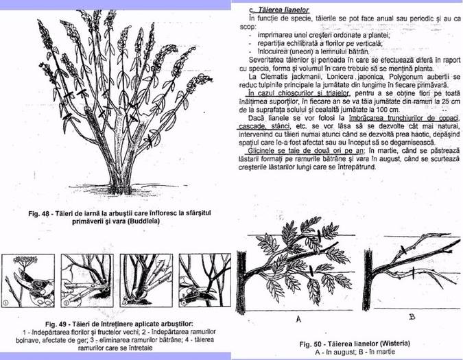 3-4 - taiere arbusti
