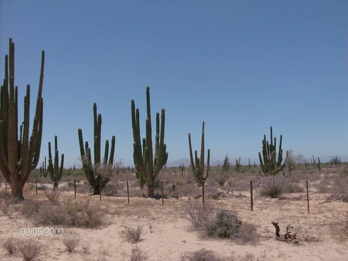 HPIM1976mic - cactusii giganti