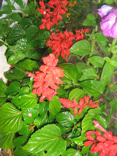  - flori de gradina 2009