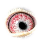 QNFOFGOZSDNIZHNUFCV - OCHII PORUMBEILOR