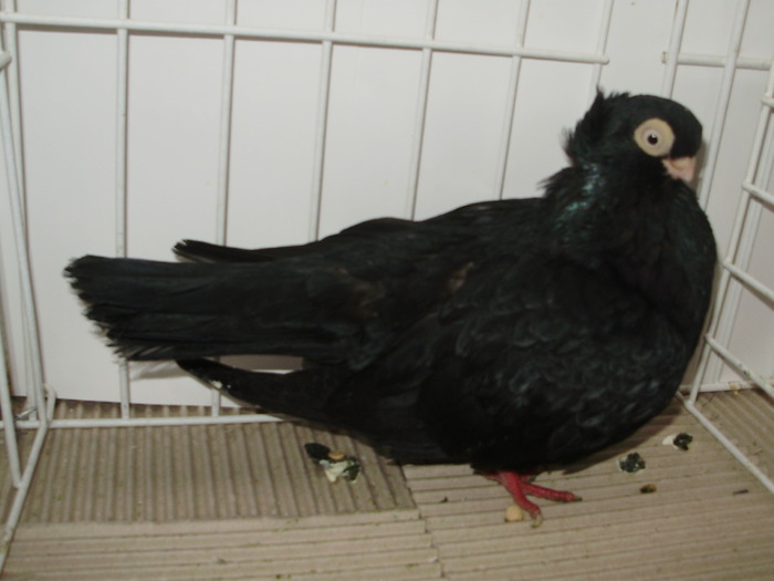 ardeal m 9 - 1509 rom juc 1