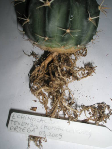 Echinocereus texensis (homalocephala) - RADACINI de cactus