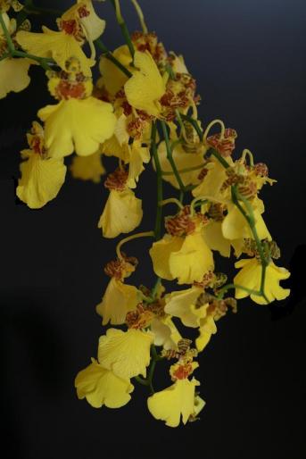 oncidium 