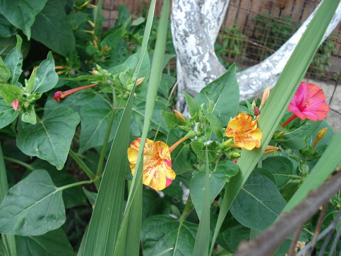 DSC09655