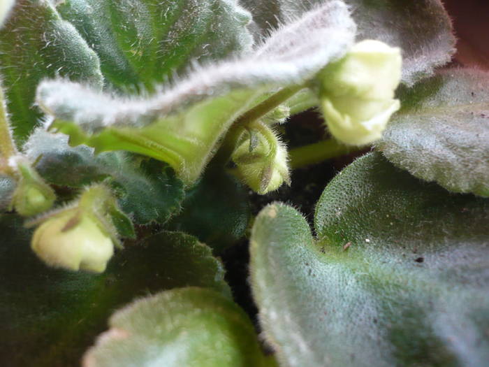 Silver Smoke; Silver Smoke
