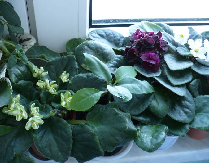 Rainbow Limelight, Vampire' s Kiss & Summer Carnival