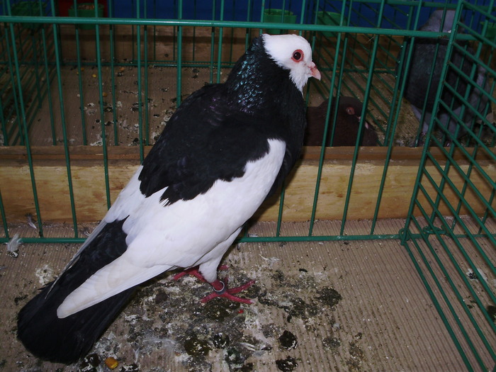 8386 g moravia 1