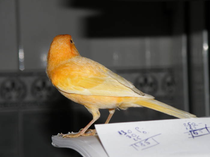 Picture 030 - canari