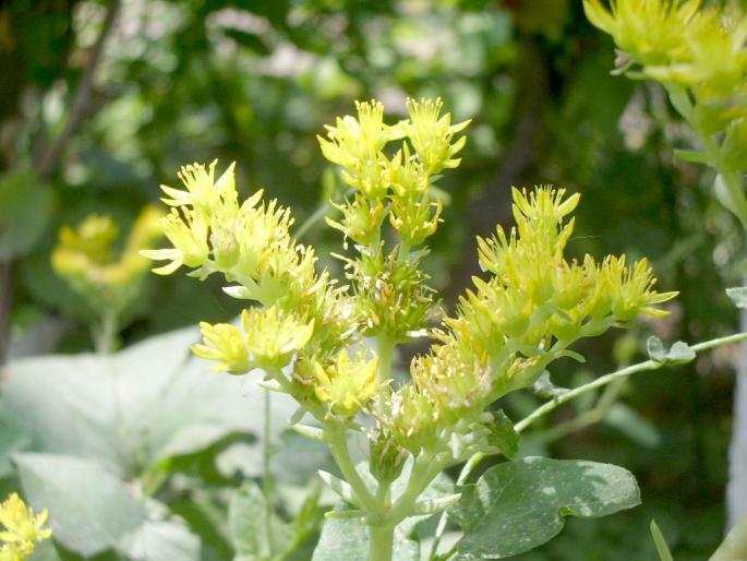 Sedum - flori