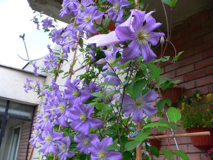 Clematis Prince Charles - V-Clematis