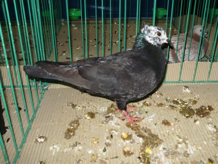 9545 cpb 0 - 1507 partea 4