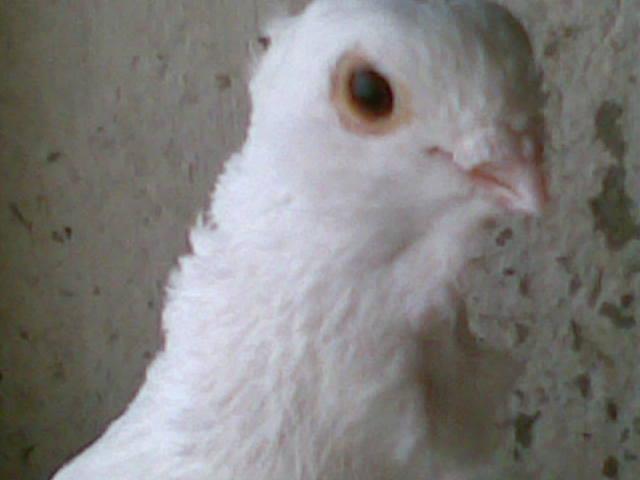 28022009(076) - diferite rase porumbei