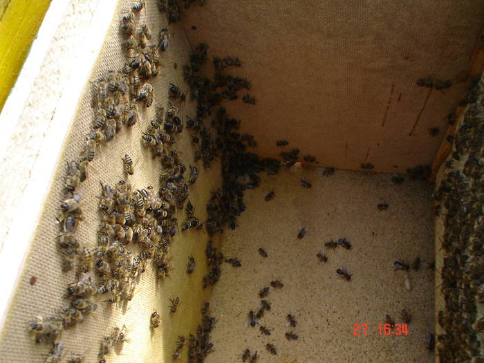 DSC05920 - albine alte noutati