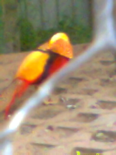 Imag019 - fazani aurii
