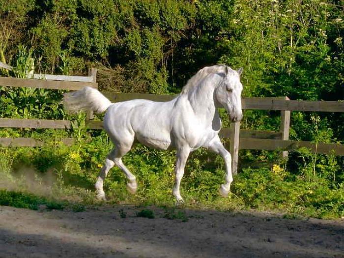 HORSE217