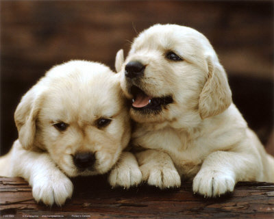 795100_Golden-Retrievers-Puppies-Print-C10091594 - catelusi draguti