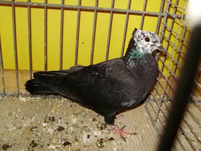 11507b berner rieselkopf 0