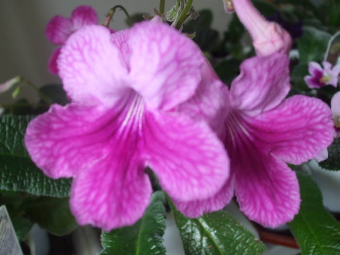 DSCF5294