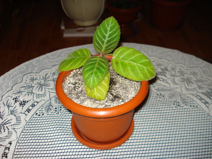 DSC02610 - Gloxinii