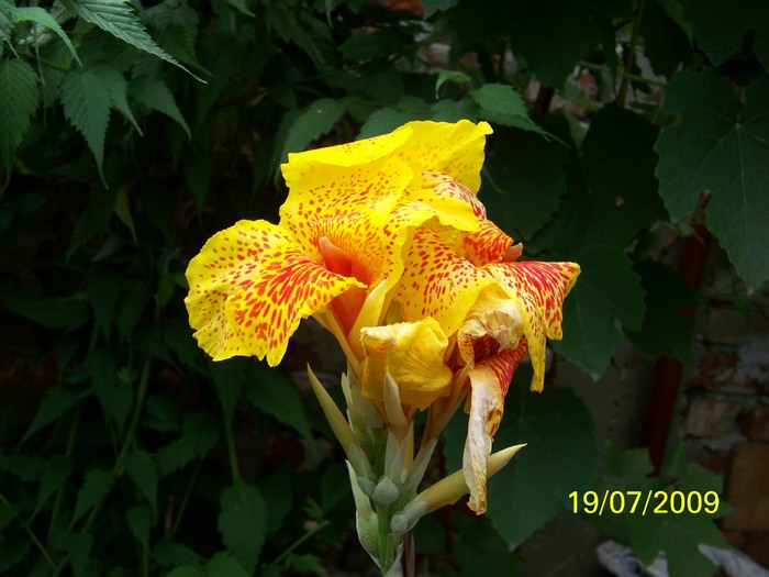 100_8261 - Iulie 2