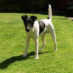 Fox Terrier Cu Par Neted (F) - 3 DESCRIERE FOX TERRIER CU PAR SARMOS SI NETED