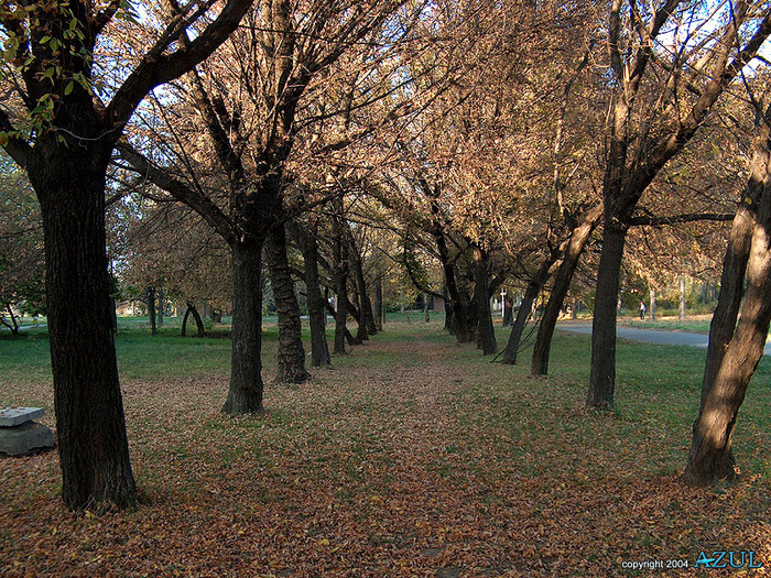 toamna1_800x600 - peisaju cu toamna