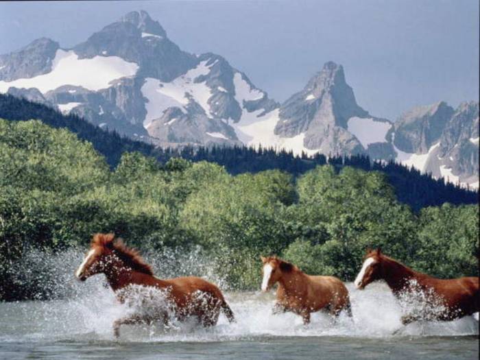 mountain-river-horses[1] - CAI