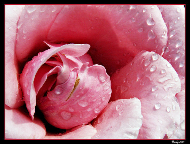 pink-rose - Rose
