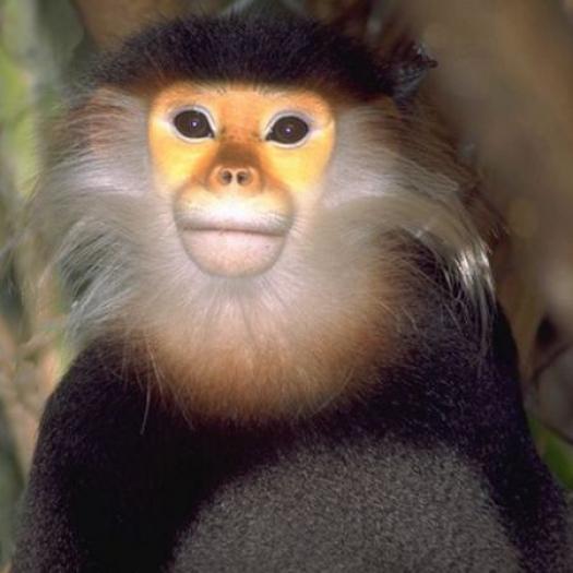 Red-shanked Douc Langur