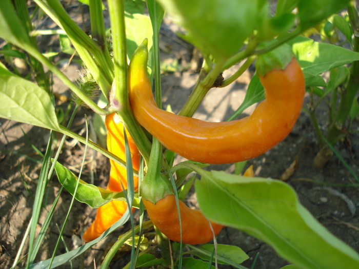 Orange Cayenne Pepper (2009, Aug.18)